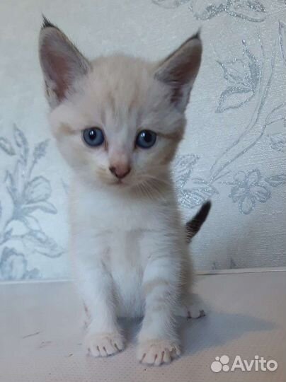 Кошка в дар бесплатно