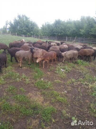 Курдючные бараны овцы