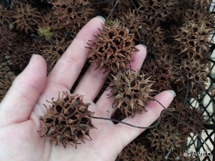 Шишки ликвидамбра смолоносного для декора