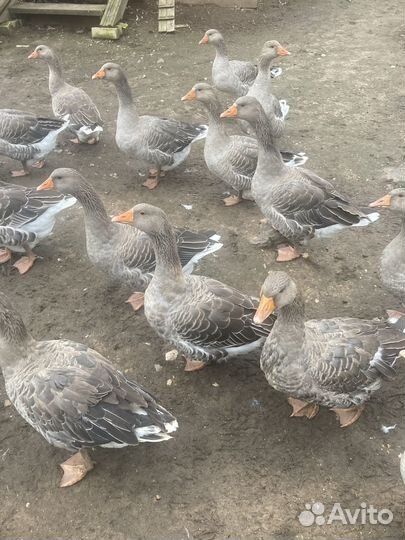 Крупные серые гуси