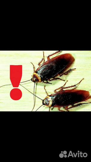 Стоп тараканам