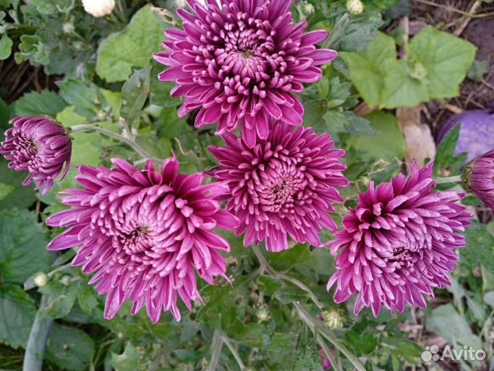 Хризантемы, лилии