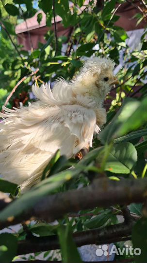 Цыплята падуанов