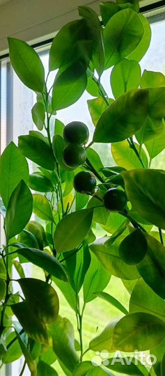 Каламандин цитрусовые