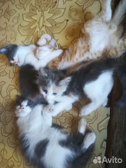 Котята в добрые руки бесплатно