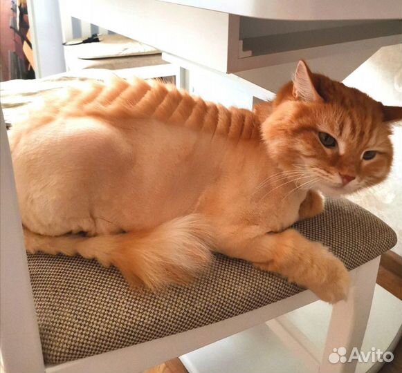 Стрижка кошек выезд на дом(грумер)