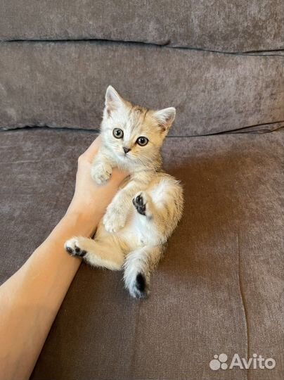 Шотландские котята