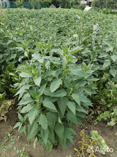 Топинамбур