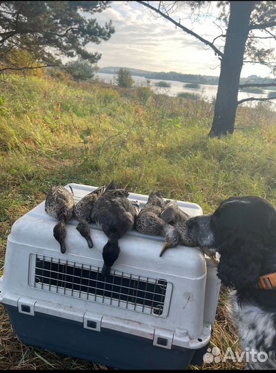 Вязка Русский охотничий спаниель