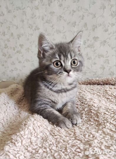 Британские котята