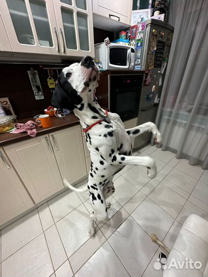 Далматин вязка