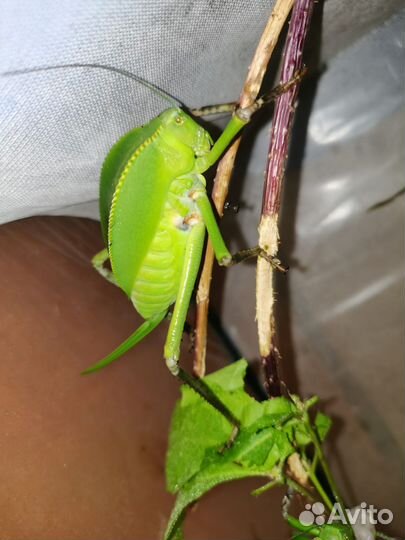 Палочники и кузнечики