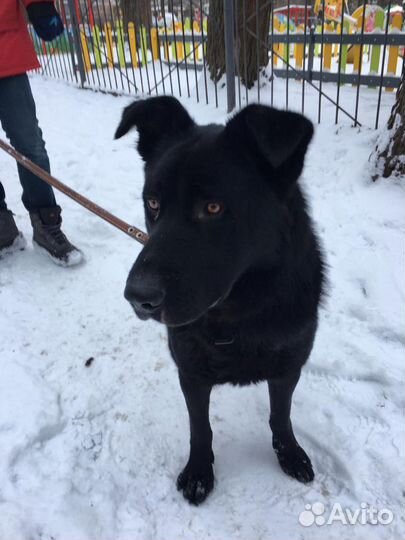 Собака в добрые руки