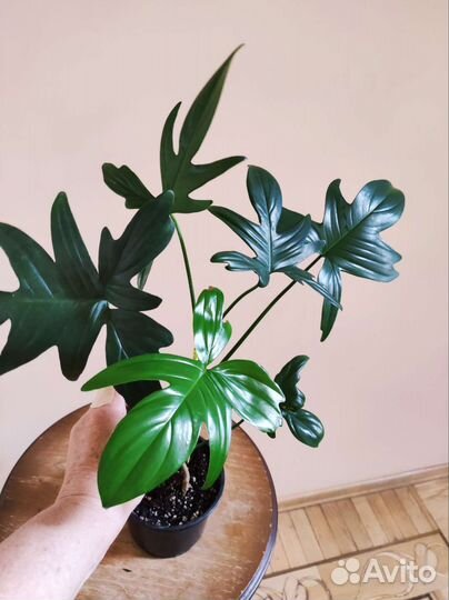 Филодендрон дольчатый