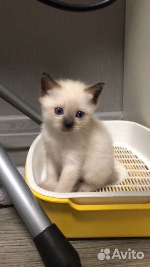 Котята Той-боб