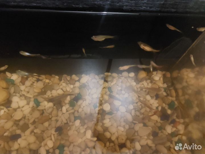 Взрослые и подростки гуппи