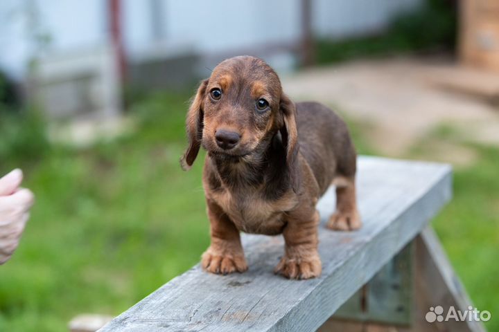 Таксята кроличьи жесткошерстные рыжие