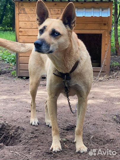 Девочка в добрые руки