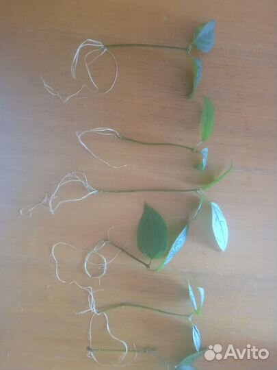 Клеродендрум Томпсон