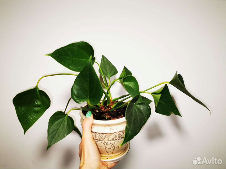 Антуриум Андре, Спатифиллум