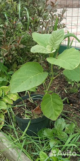 Гортензия древовидная Анабель