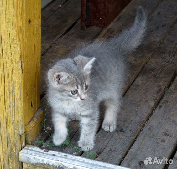 Котёнок дымчатый в очень добрые руки