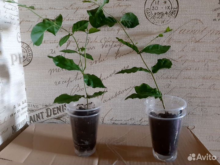 Комнатный жасмин Самбак