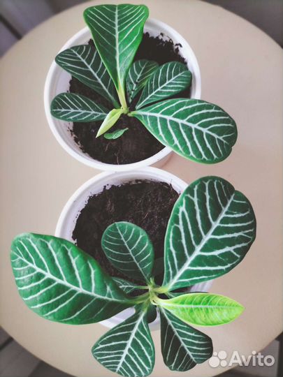 Молочай беложильчатый