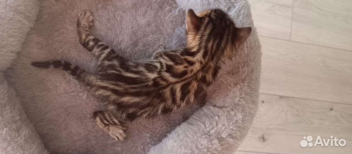 Бенгальские котята с документами