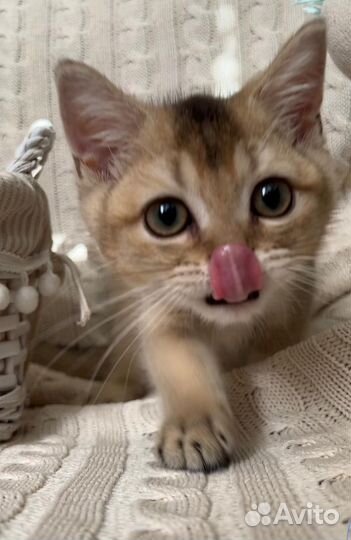 Британская золотая шиншилла котенок девочка ny25