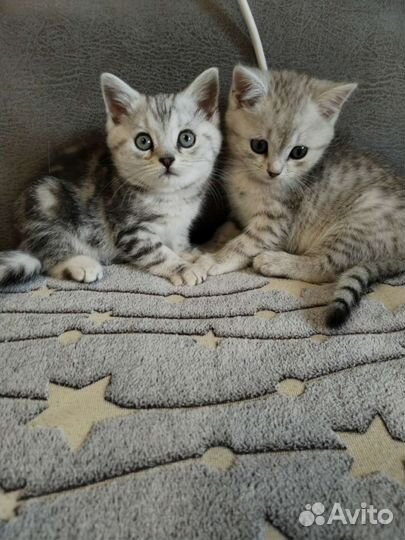 Британская длинношерстная кошка