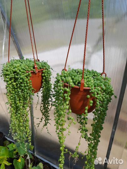 Крестовик Роули