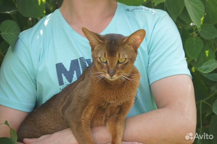 Абиссинский кот вязка