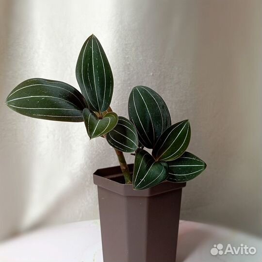 Орхидея Лудизия Драгоценная (Ludisia discolor)
