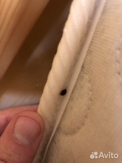 Уничтожение клопов, тараканов, блох, кожеедов, мух