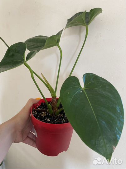 Антуриум невада