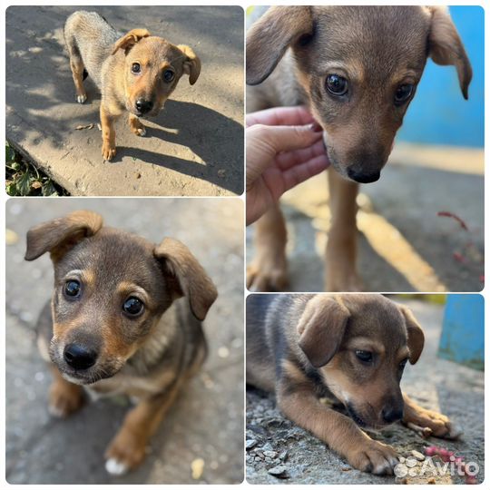 Пристраиваю щеночка