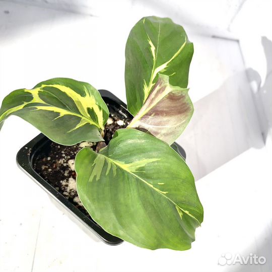 Калатея электрик шок