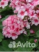 Пеларгонии сортовые, герань