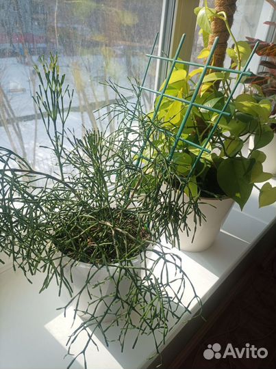 Комнатные растения (взрослые)