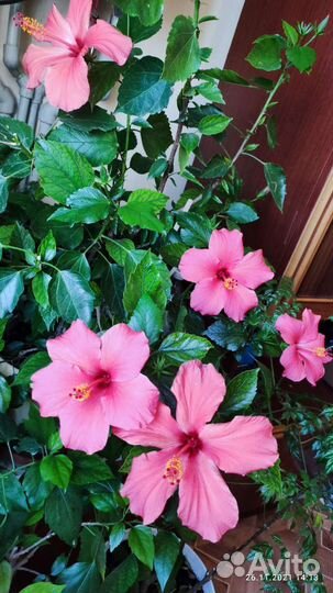 Гибискус китайская роза