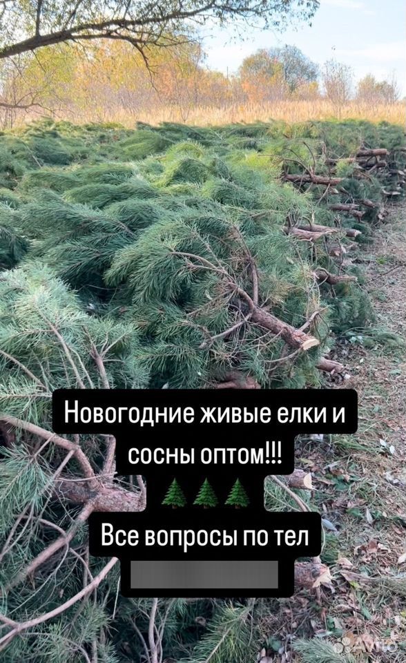 Живые новогодние елки сосна