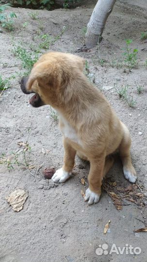 Щенок в добрые руки