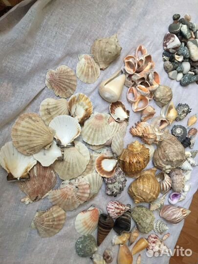 Ракушка с разных морей и океанов