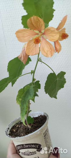 Абутилон, сингониум