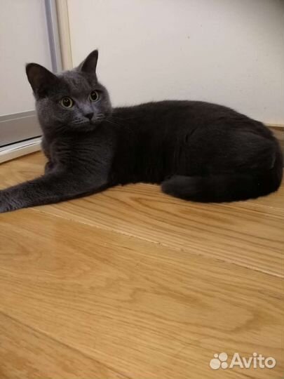 Котик Дымок