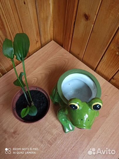 Кашпо лягушка с цветком дримиопсис
