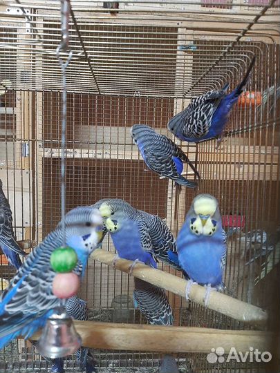 Попугаи смесь