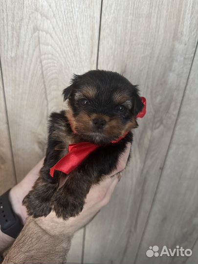 Йоркширский терьер щенки