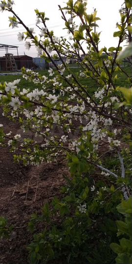 Участок 15 сот. (ИЖС)